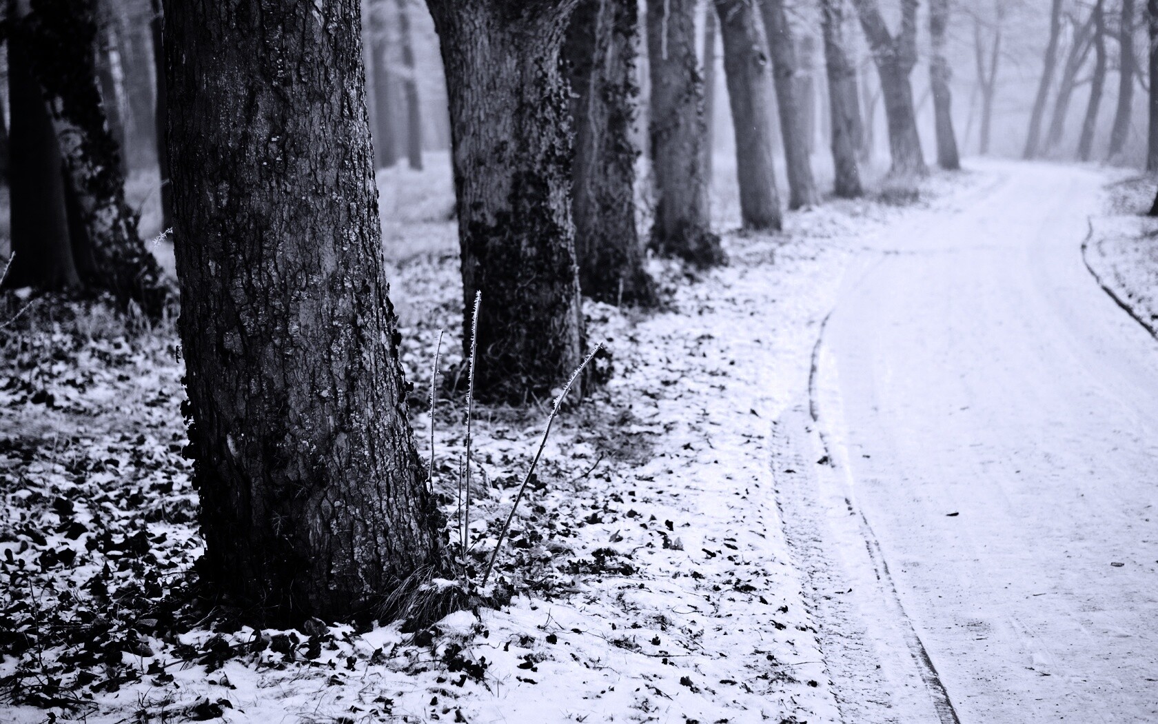 Дорога в зимнем лесу обои