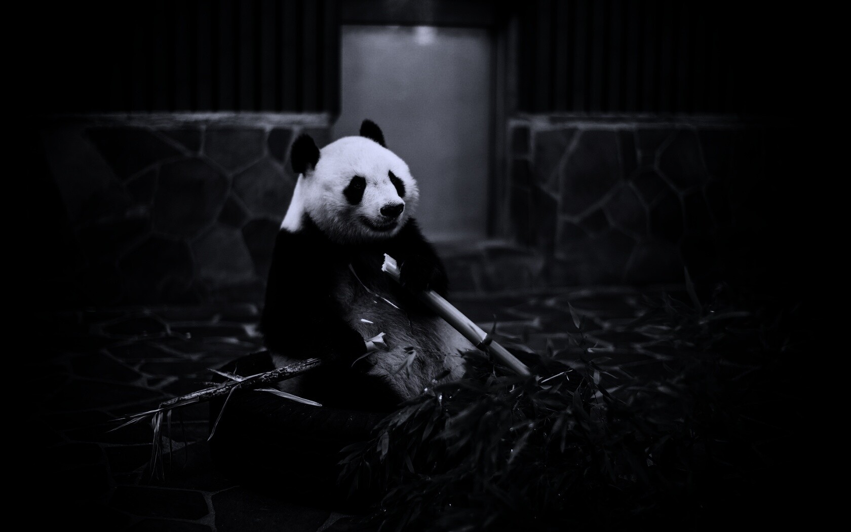 Панда точит бамбук обои