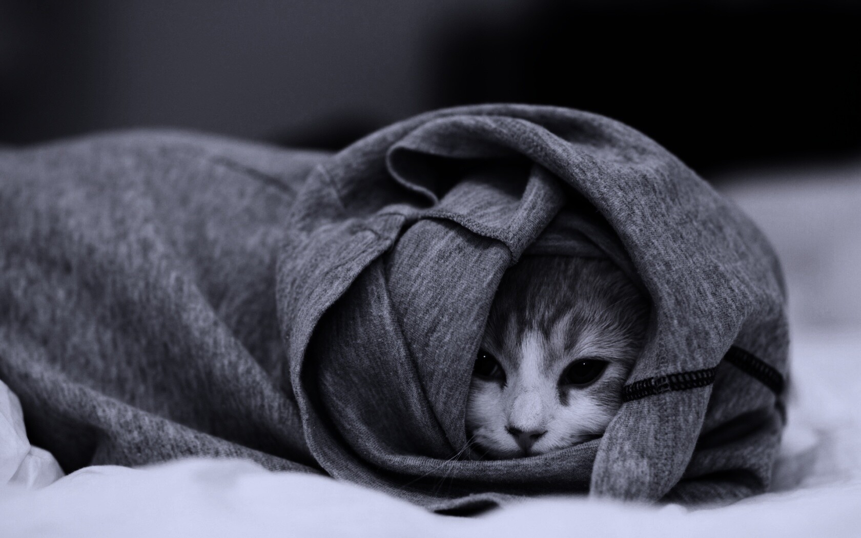 Закутавшийся в футболку кот обои