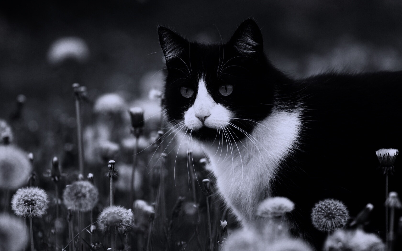 Кот в одуванчиках обои
