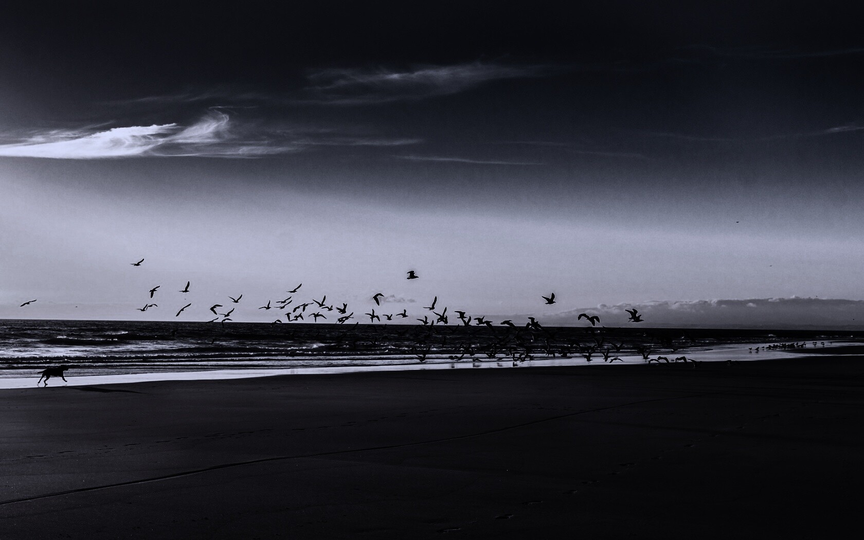 Стая птиц на пляже обои