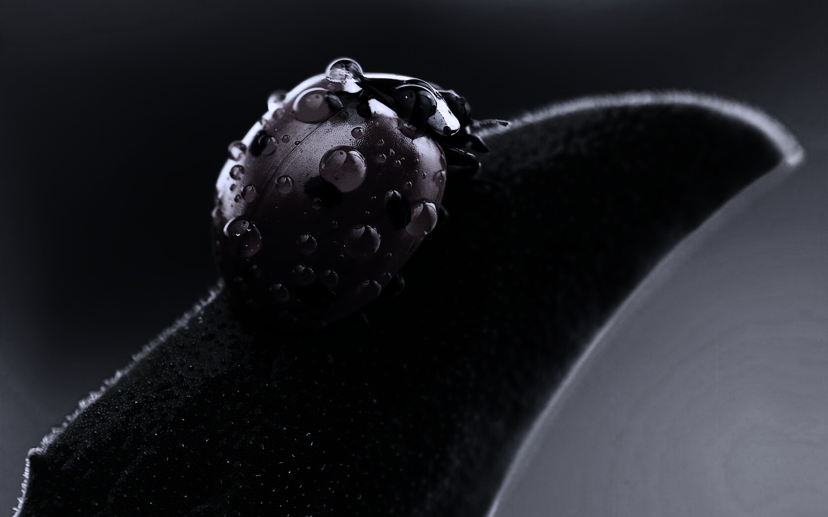 Божья коровка в макро обои