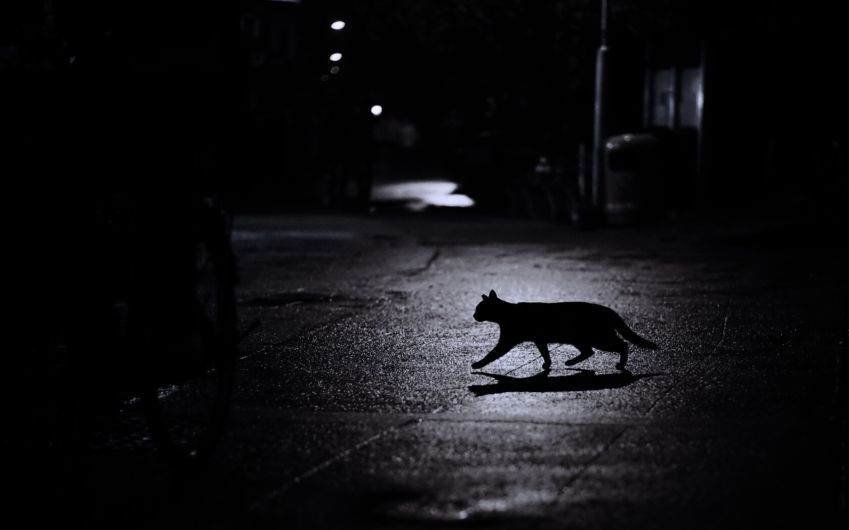 Кошка на ночной улице обои
