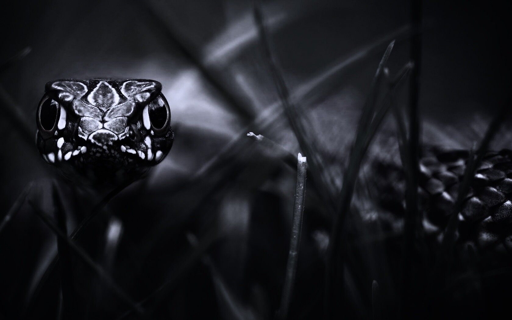 Змея в траве обои