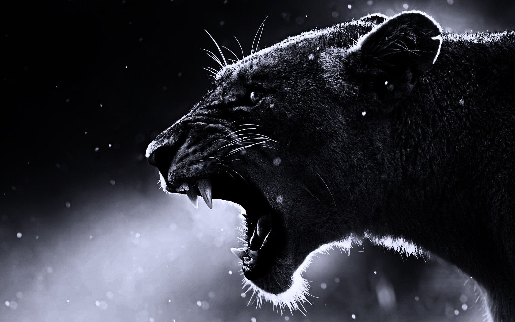 Грозный львиный рык обои