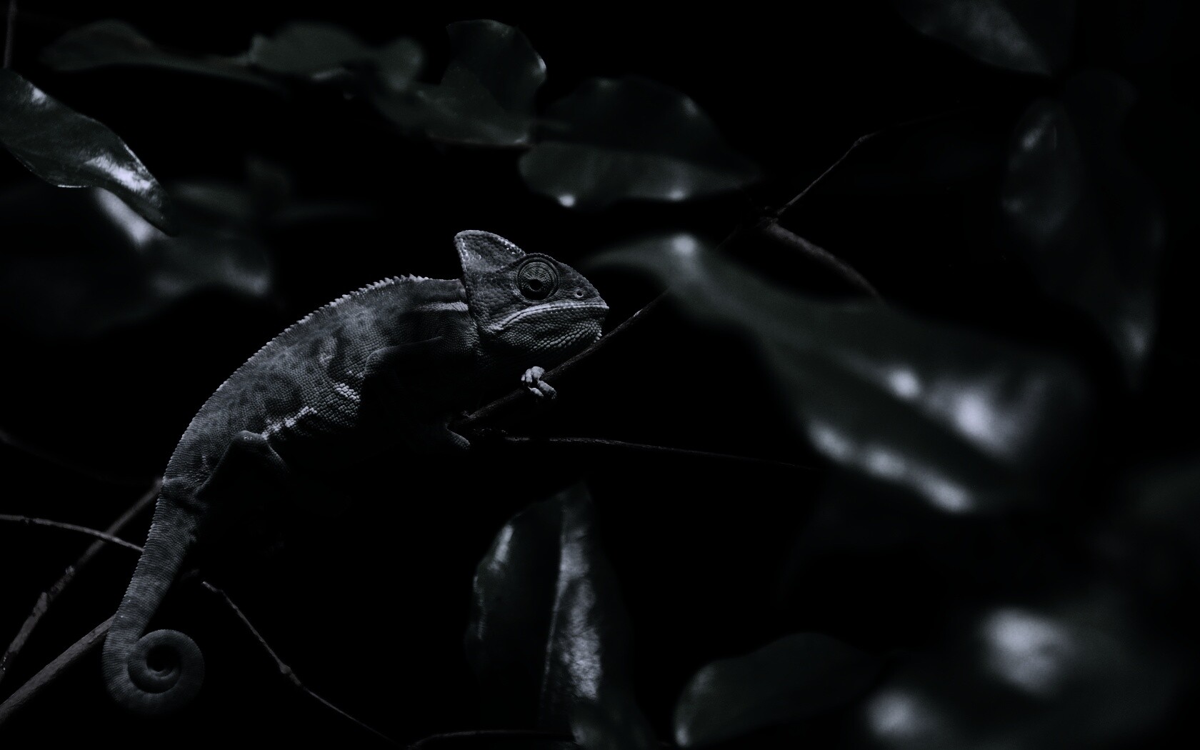 Хамелеон в листве обои