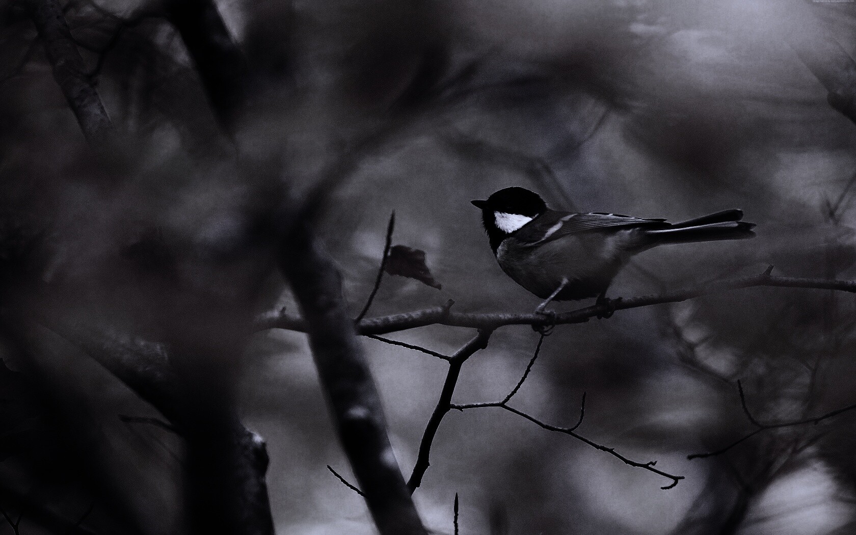 Синичка в желтой листве обои