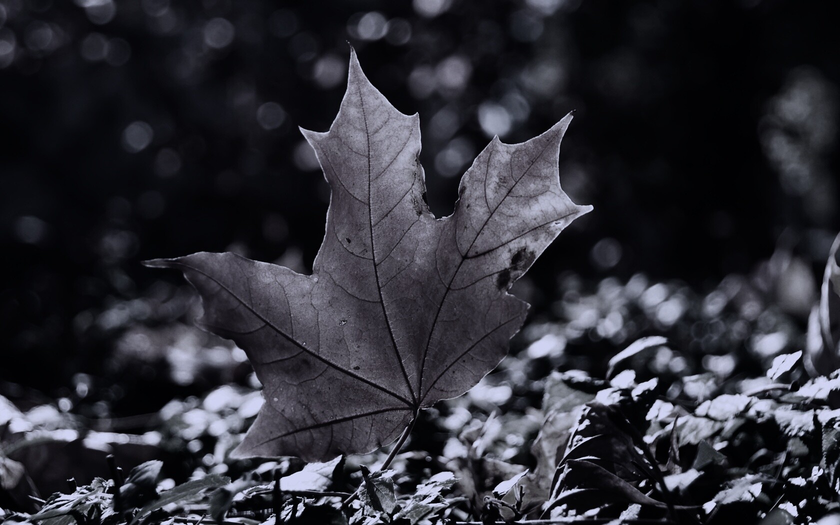 Желтый кленовый лист обои