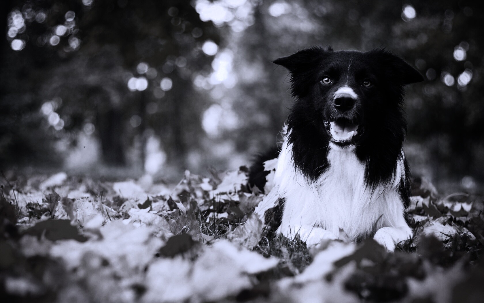Пес среди листвы обои