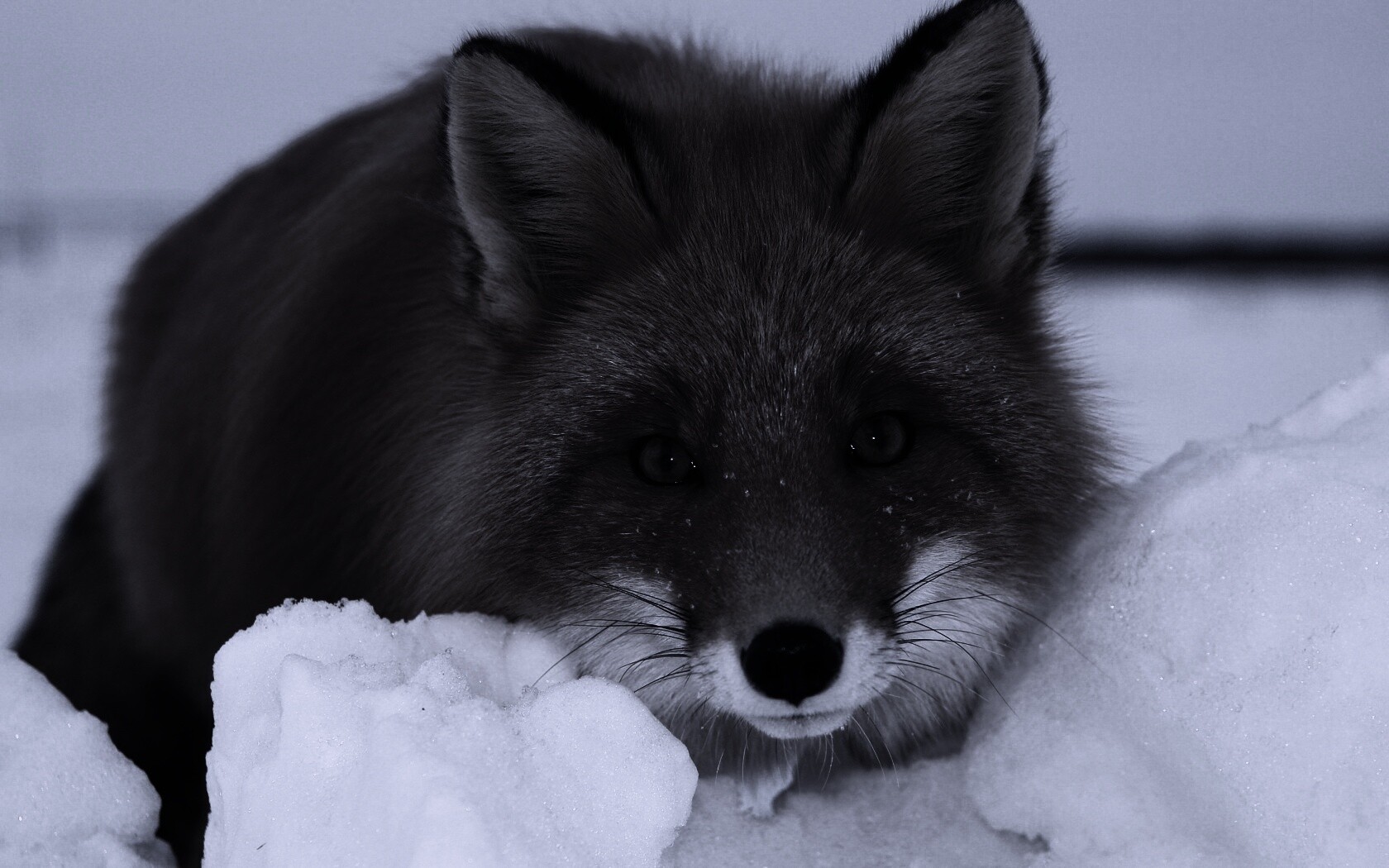 Рыжая лиса в снегу обои