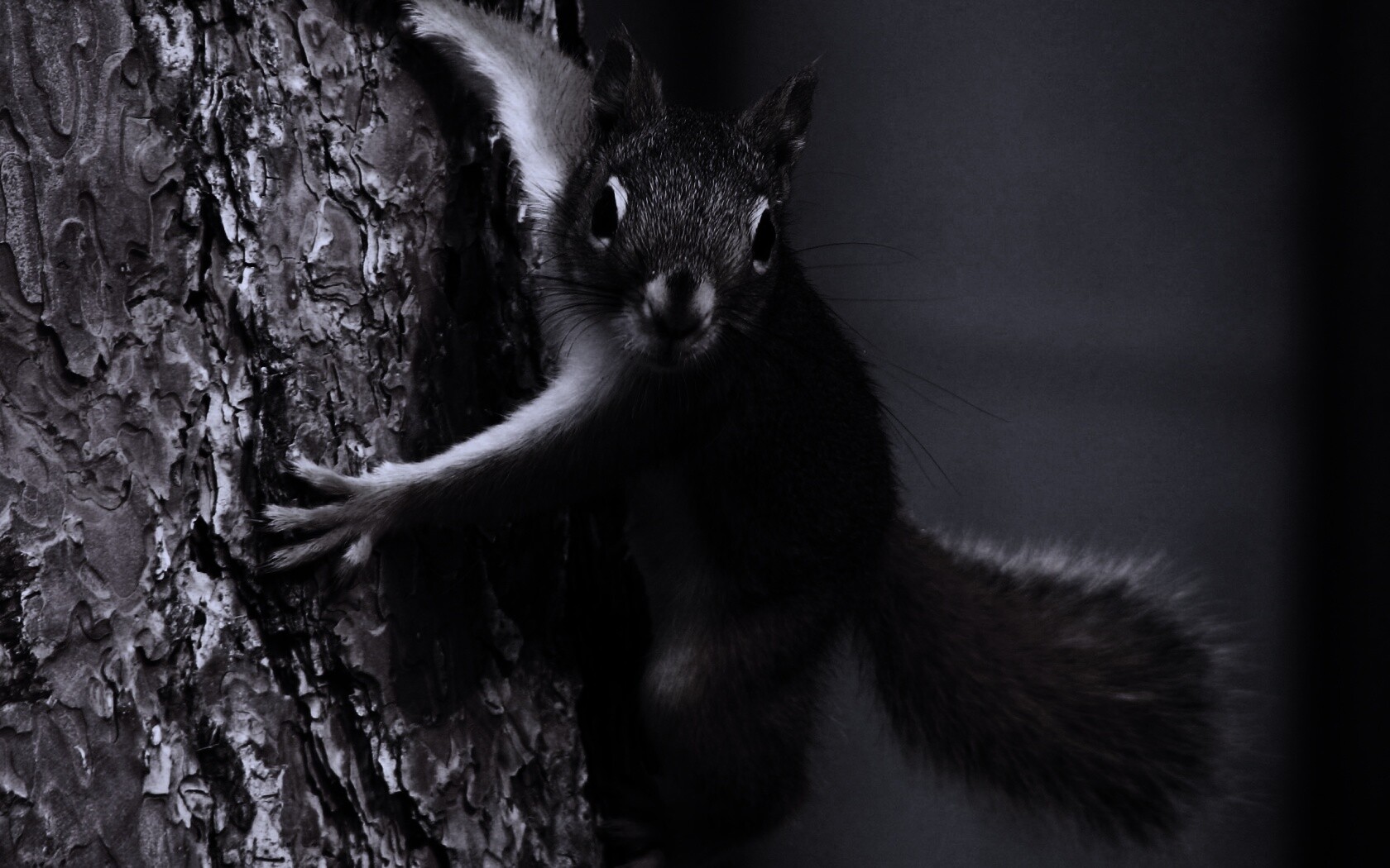 Белка на дереве обои