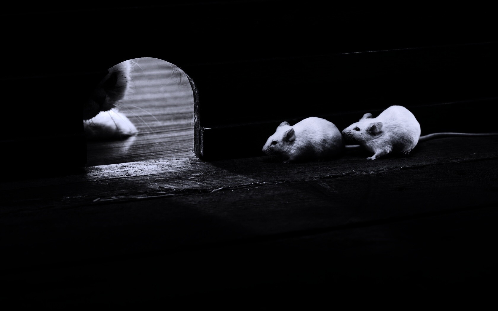 Кошки - мышки обои