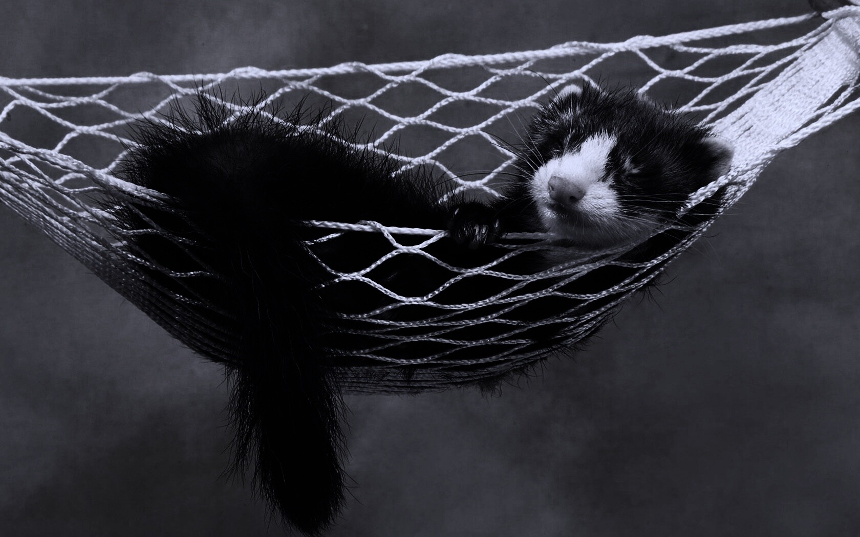 Хорек в гамаке обои