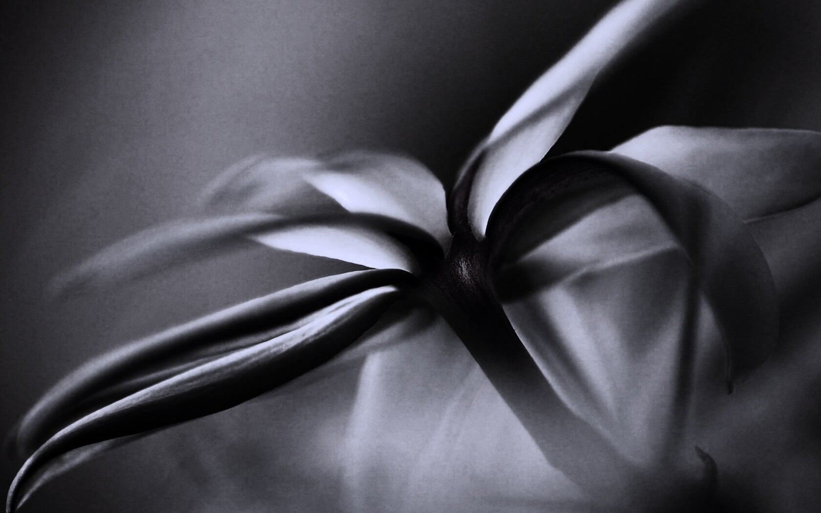 Цветок обои