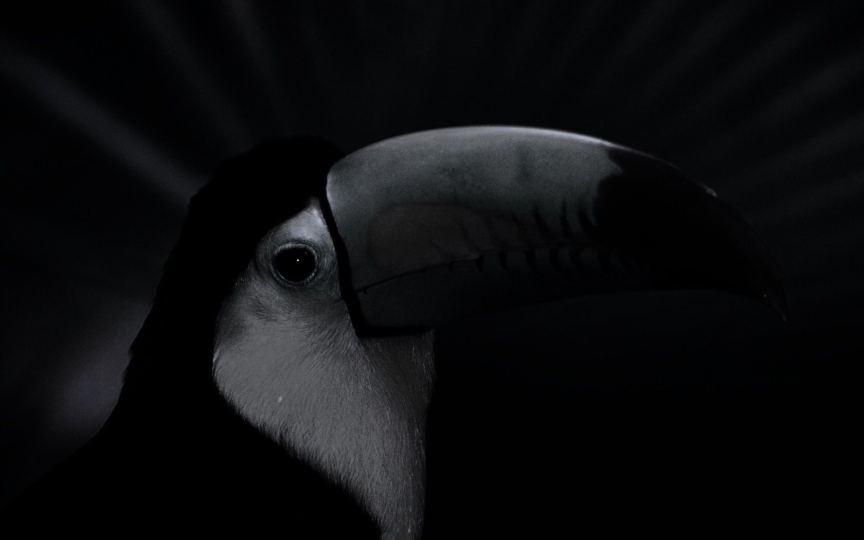 Грустный желтогрудый тукан обои