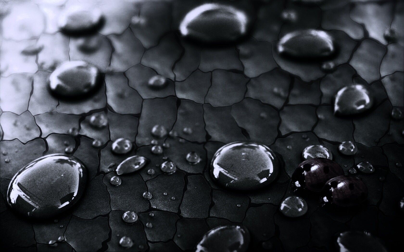 Божьи коровки обои