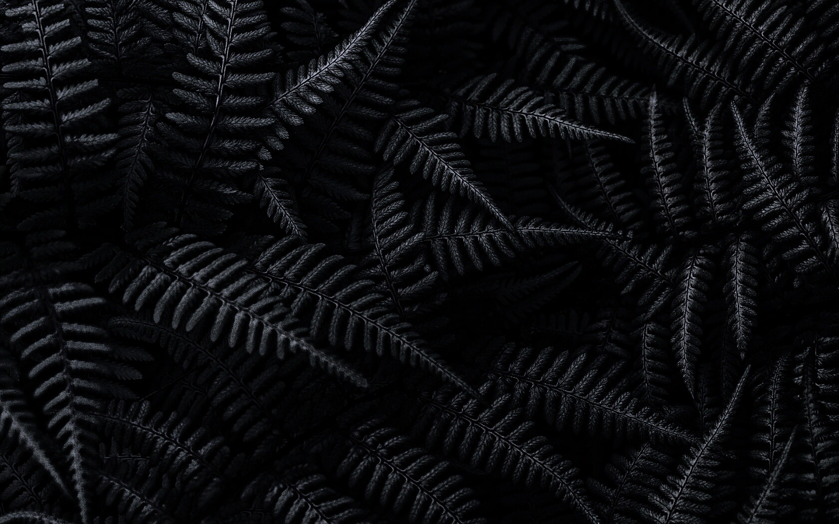 Папоротник обои