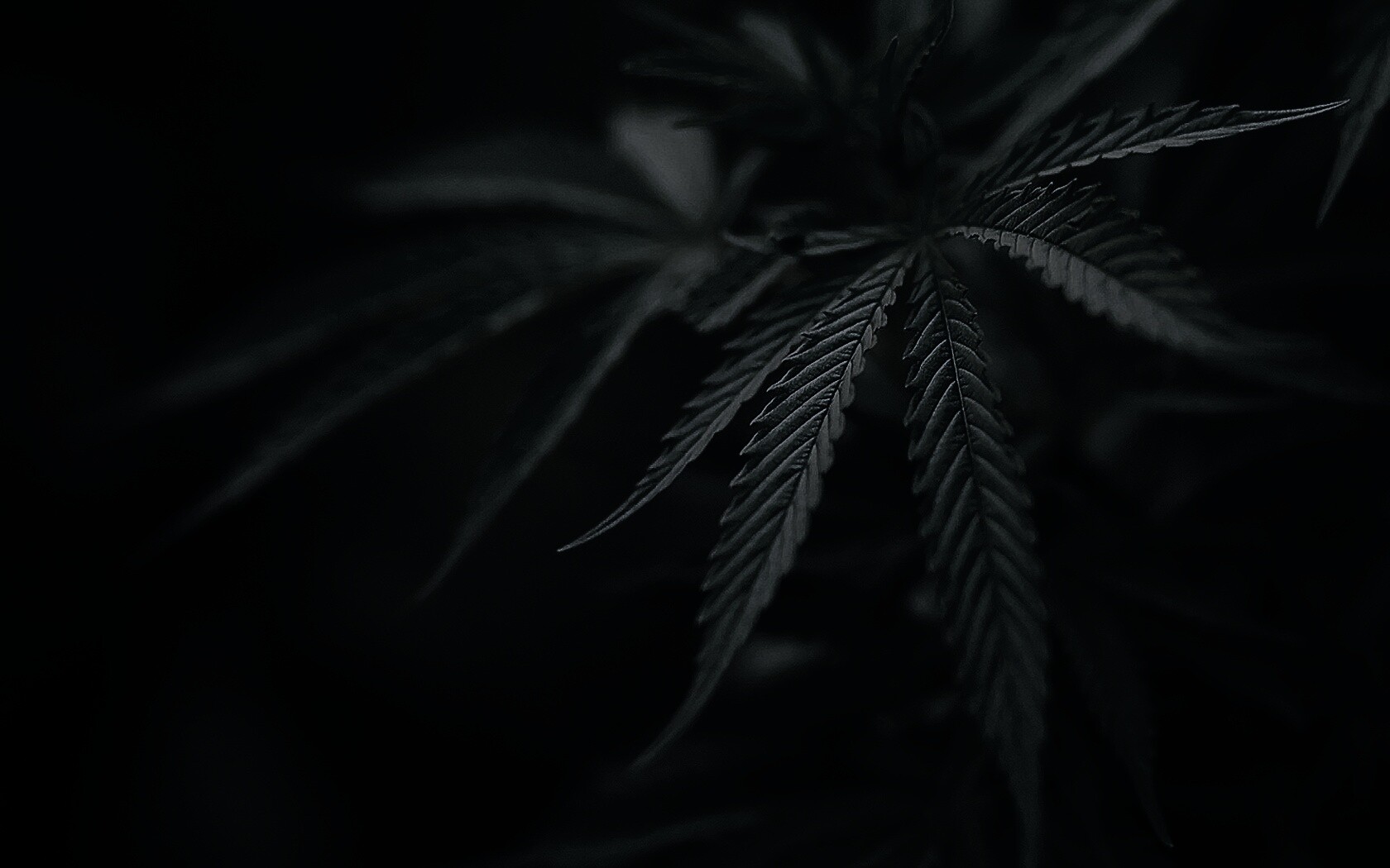 Марихуана обои