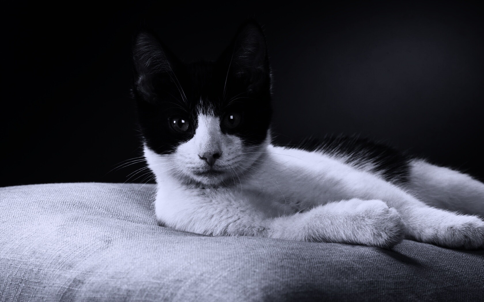 Кот на подушке обои