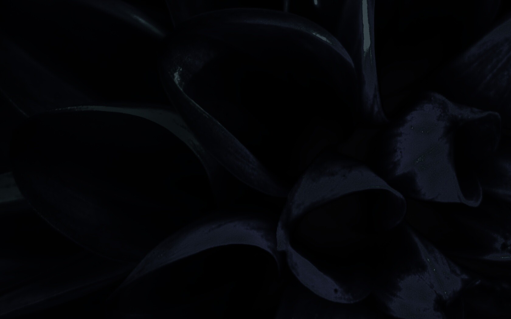 Лепестки обои