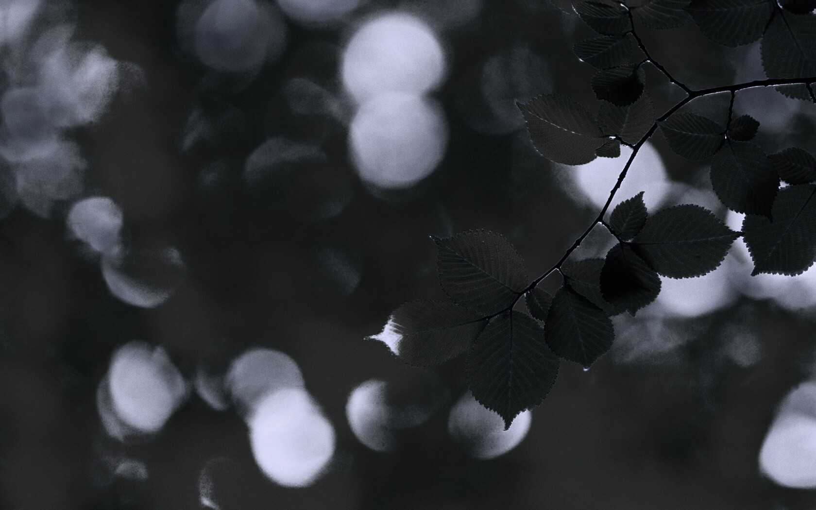 Зеленая ветка с листьями обои