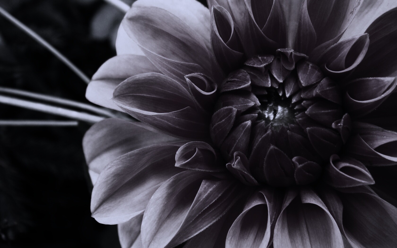 Аленький цветочек обои