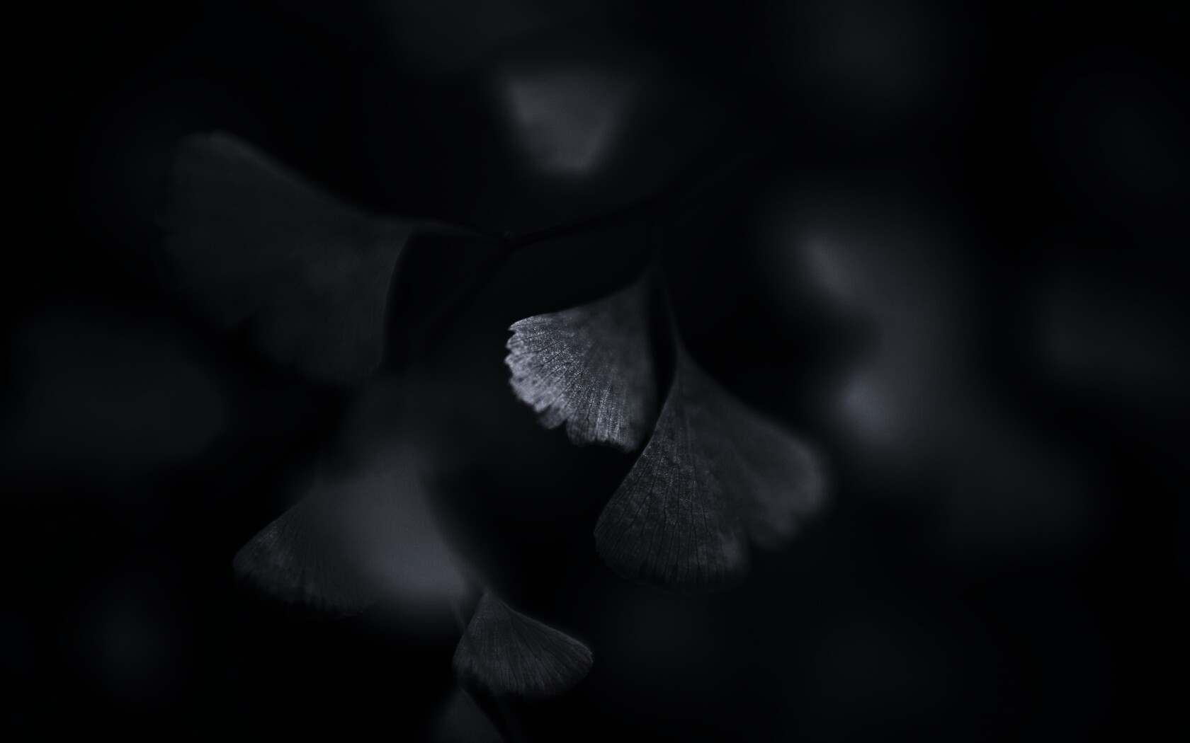 Дикие зеленые листья обои