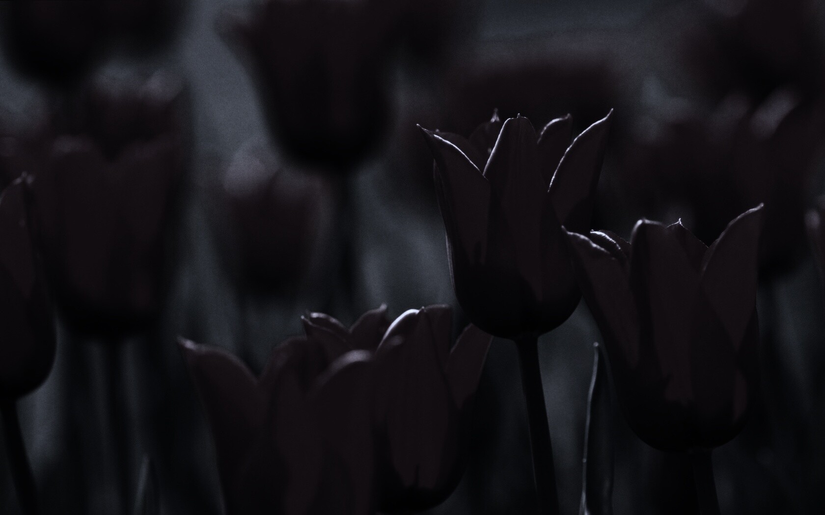 Красные цветы обои