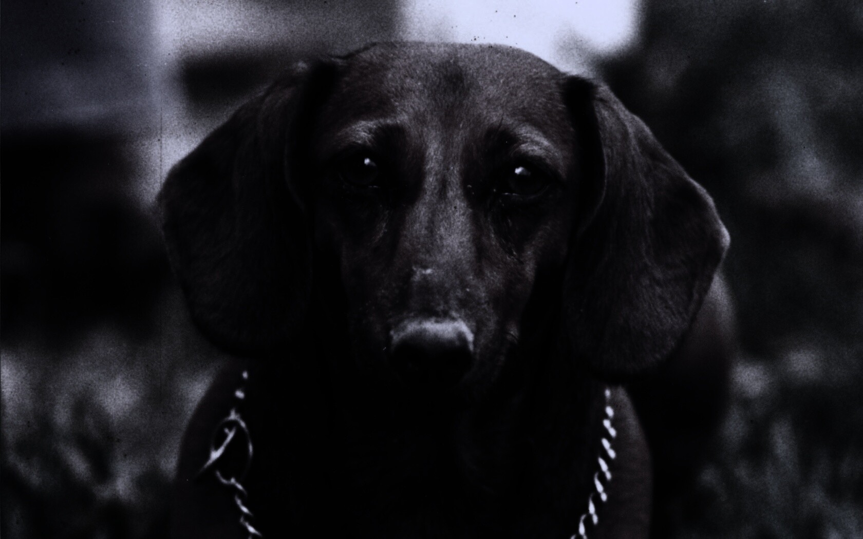 Рыжая такса обои