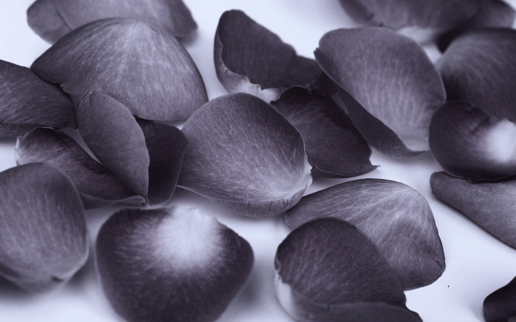 Лепестки розы обои