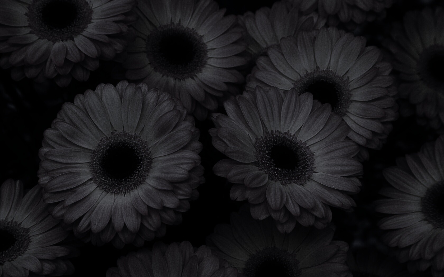 Желтые герберы обои