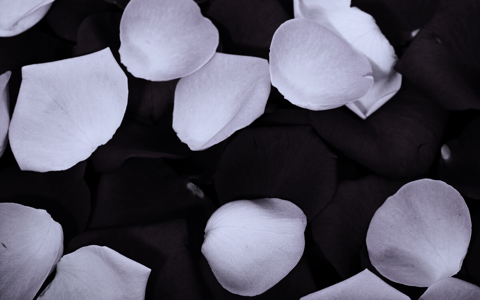 Розовые и красные лепестки обои