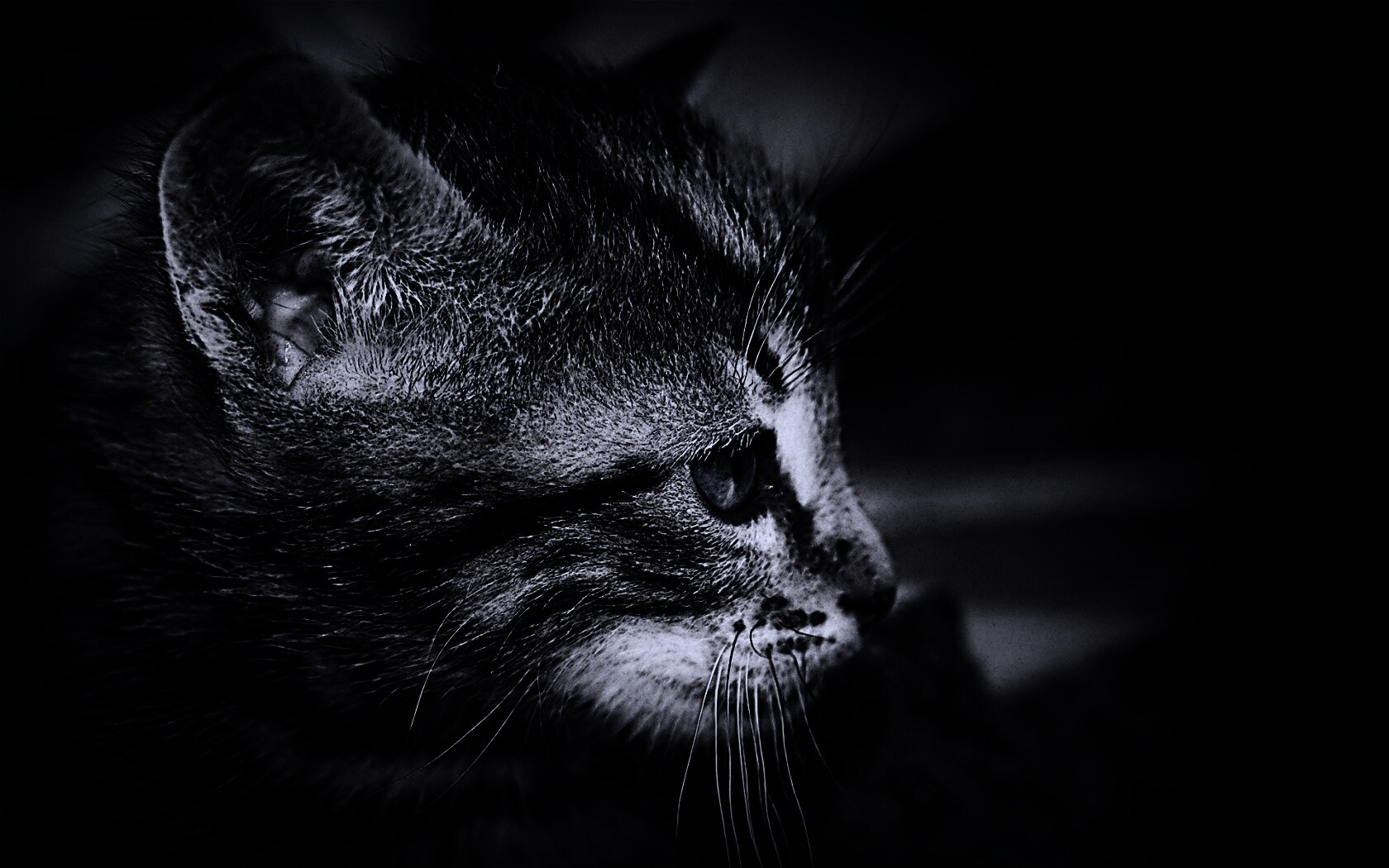 Котенок с голубыми глазами обои