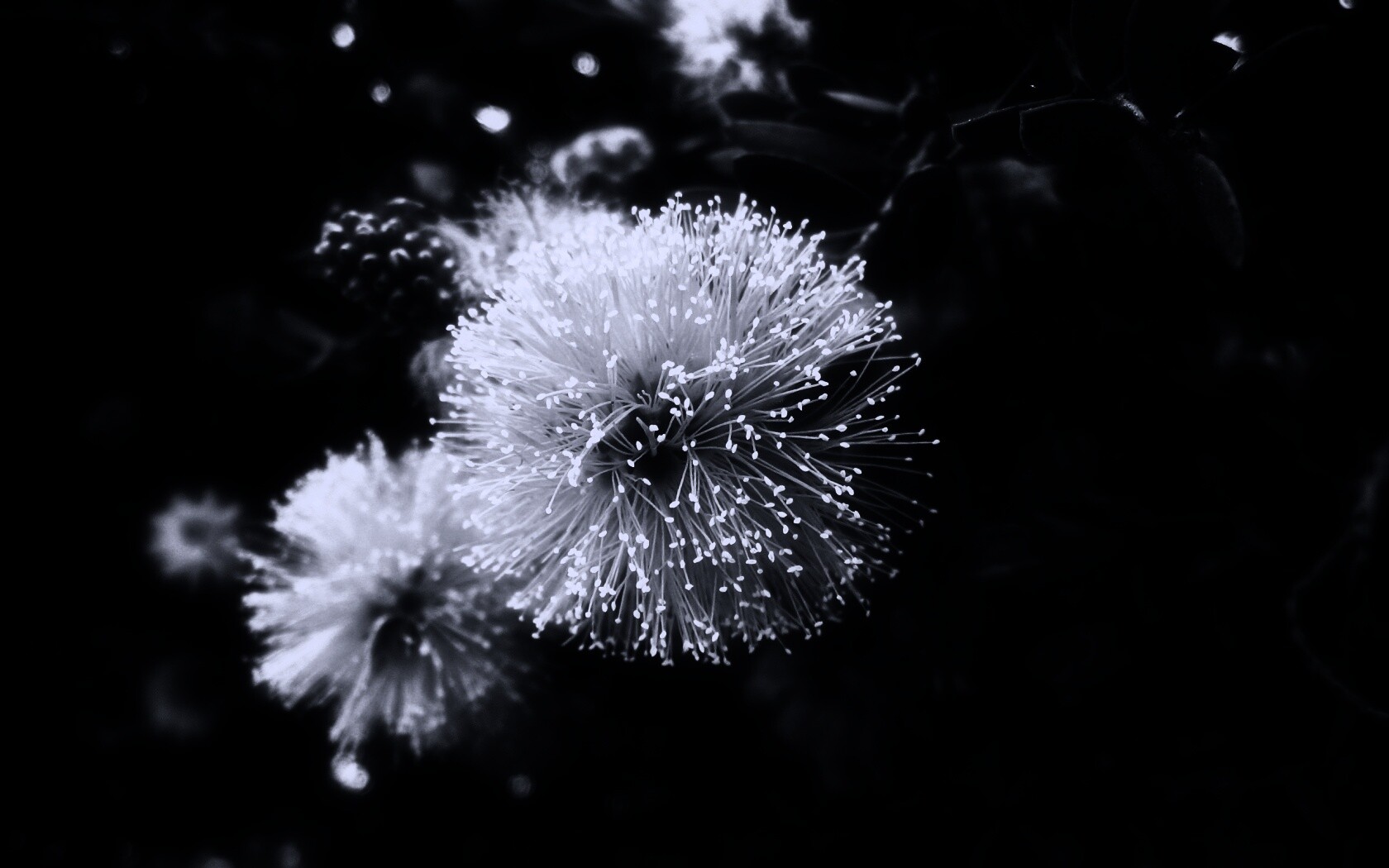 Сказочный цветок обои