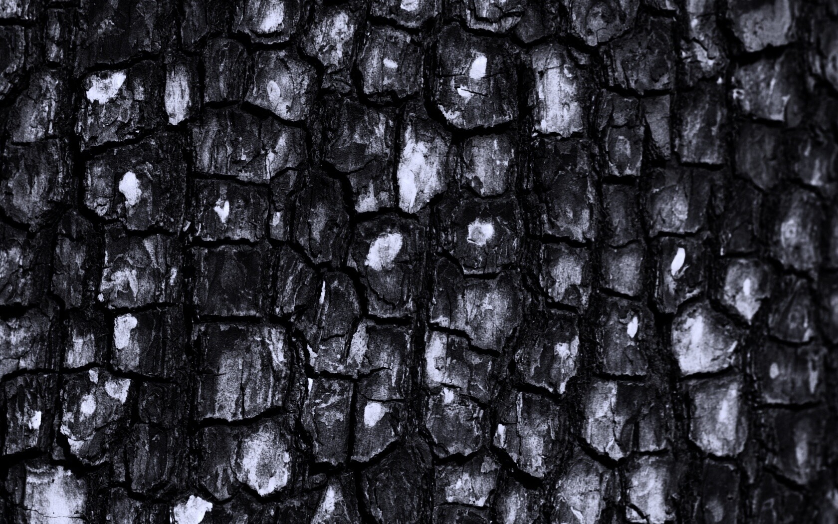 Кора дерева обои