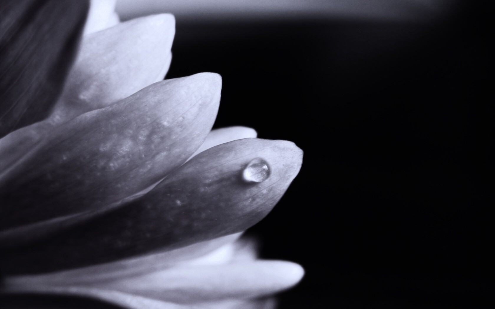 Капля на лепестке обои