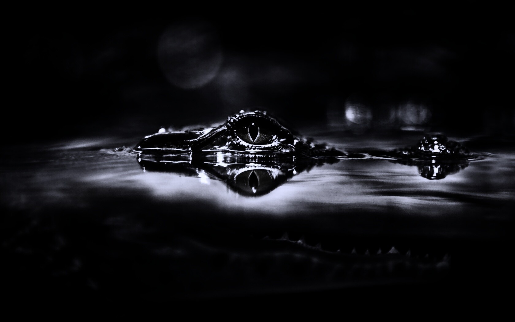 Глаз крокодила обои