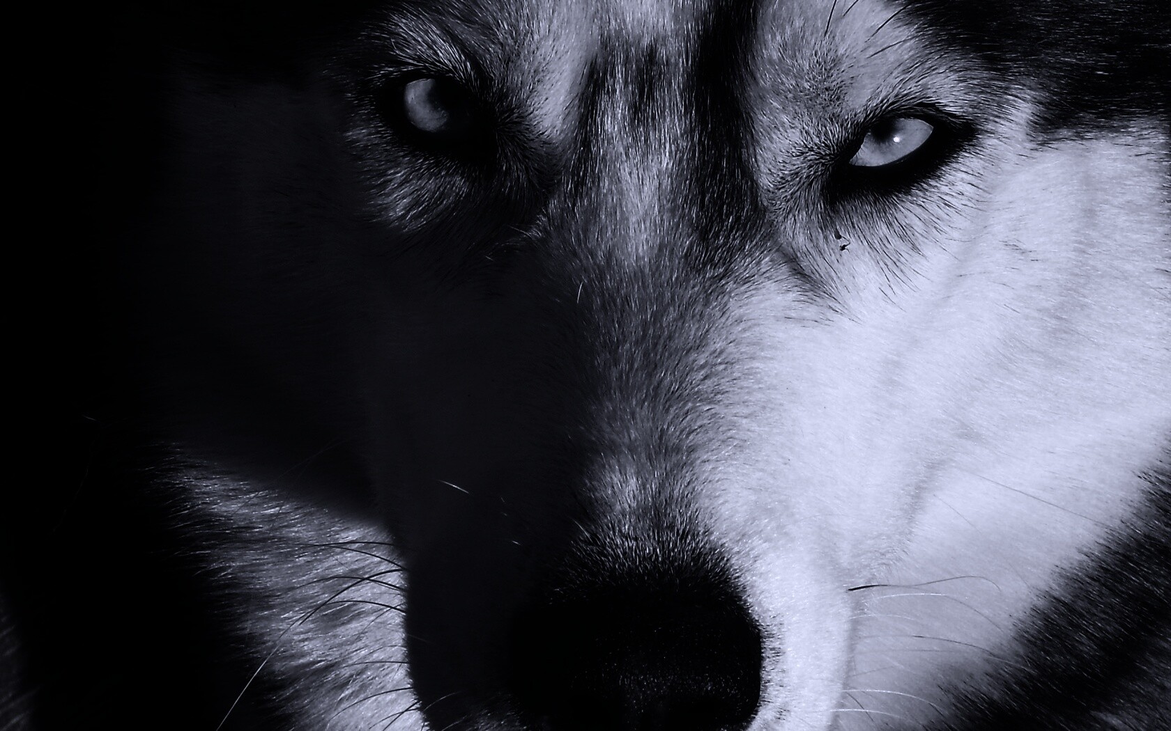 Собака с голубыми глазами обои