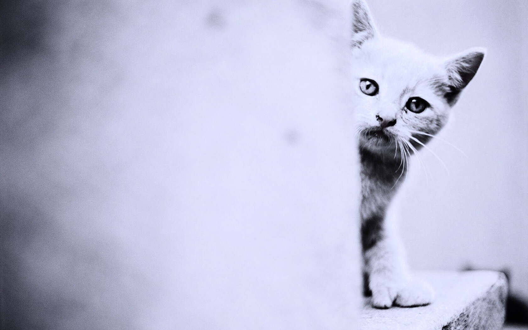 Котик из-за угла обои