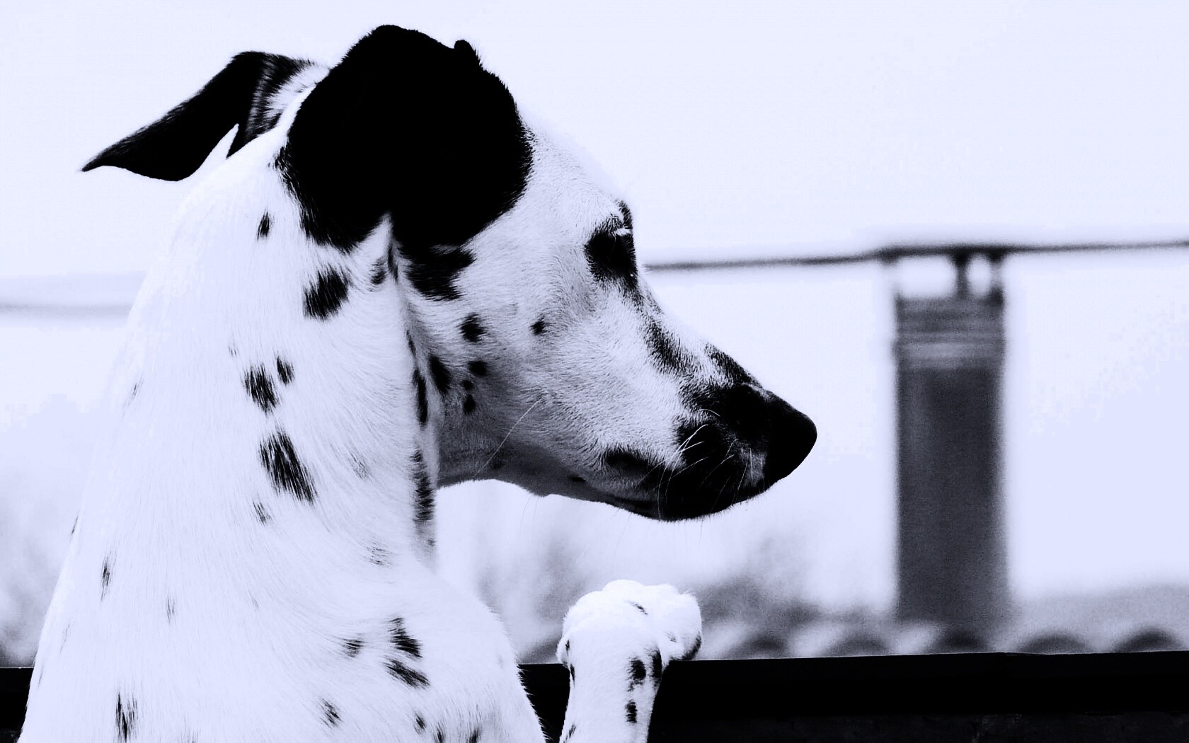 Долматинец смотрит вдаль обои