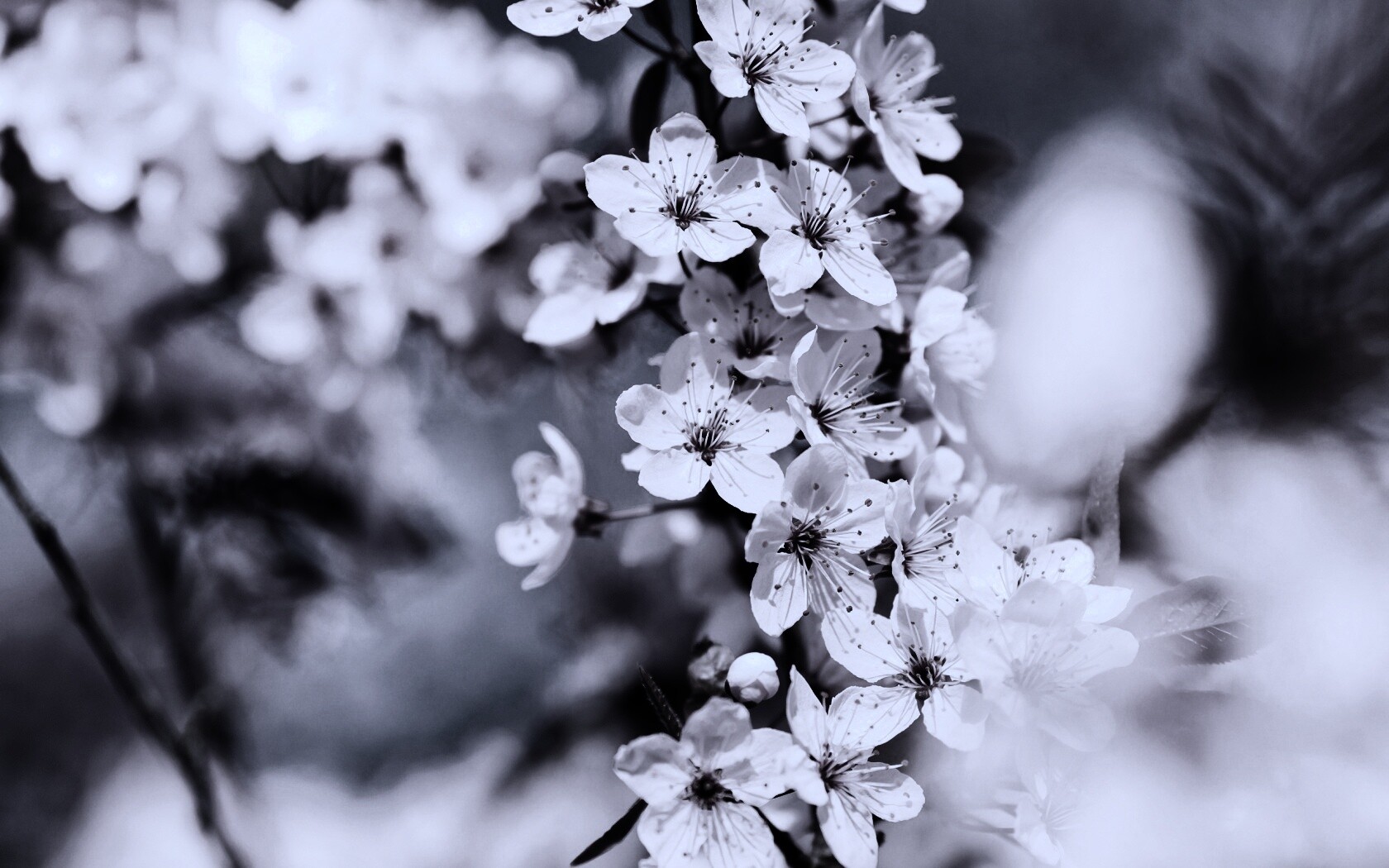 Цветение вишни обои