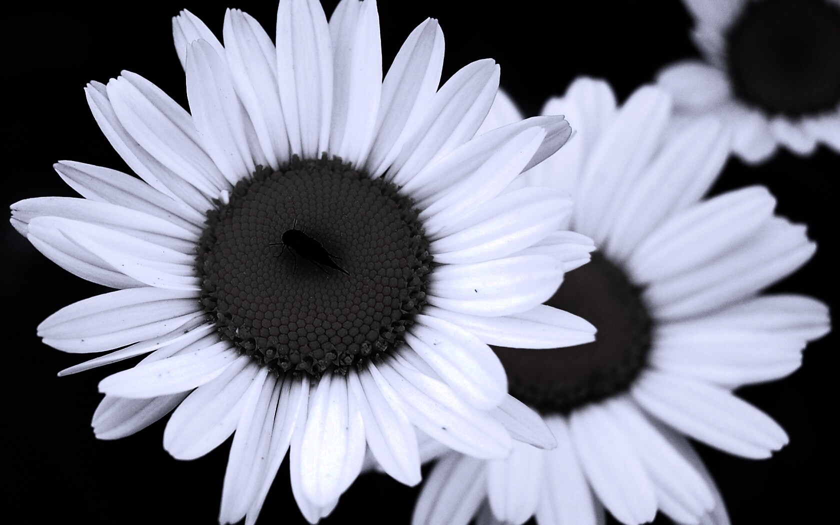 Ромашки обои