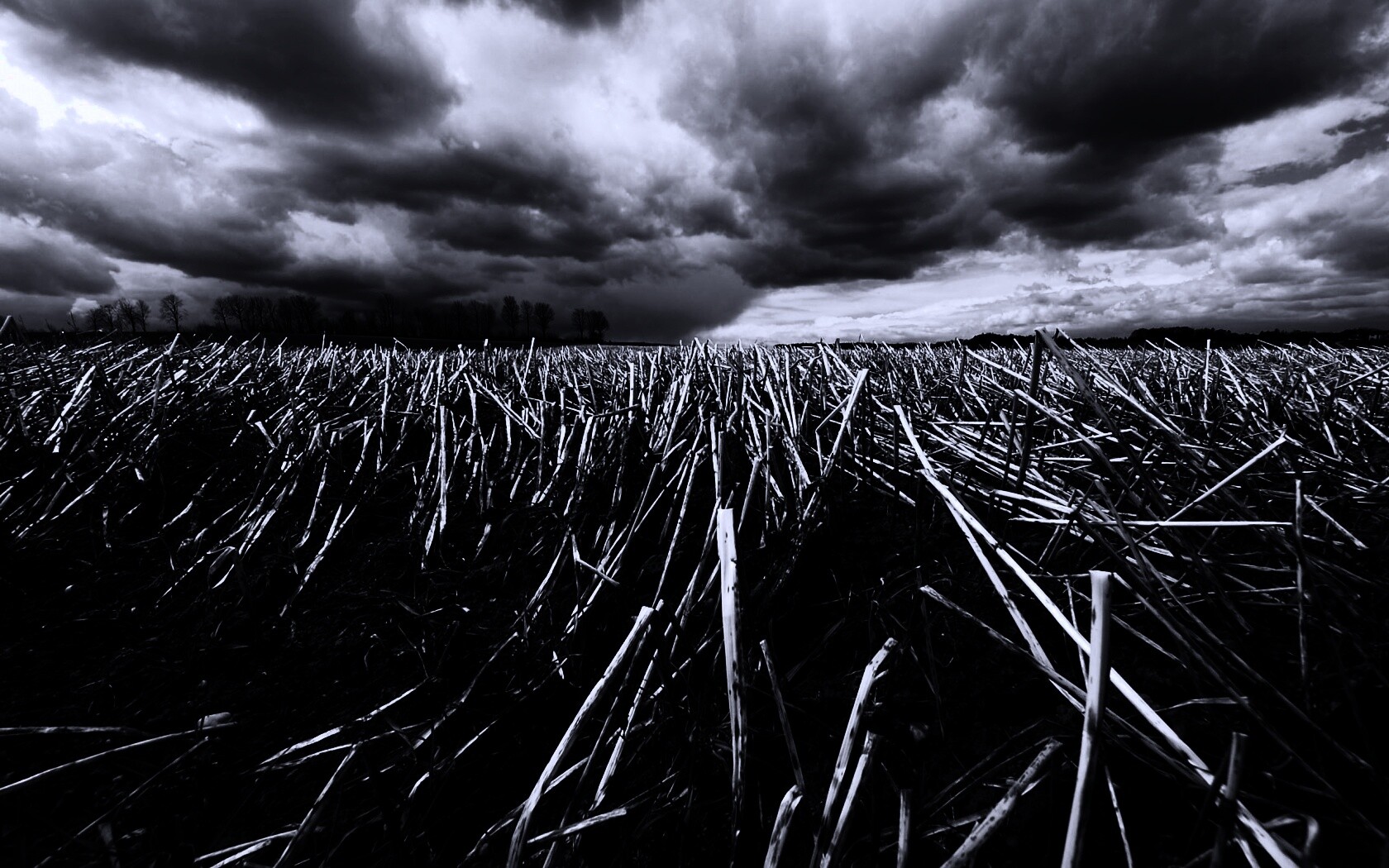 Убранное поле обои