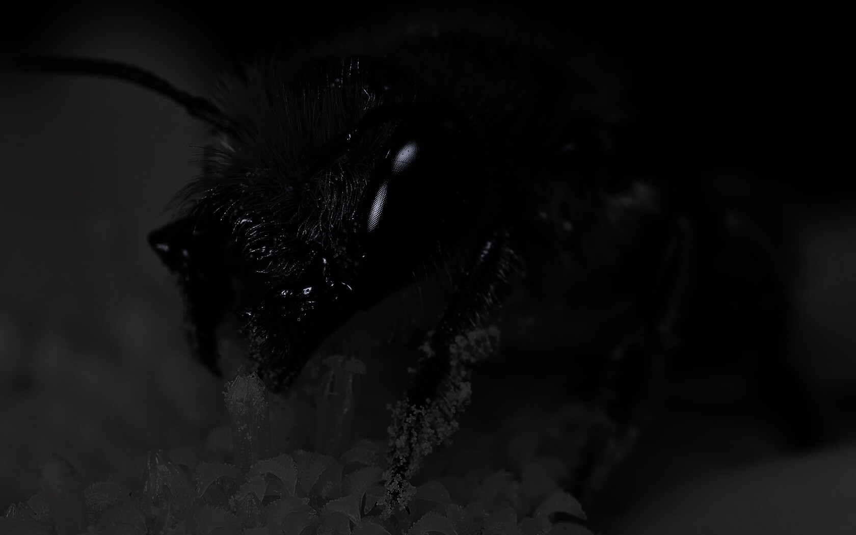 Пчела крупным планом обои