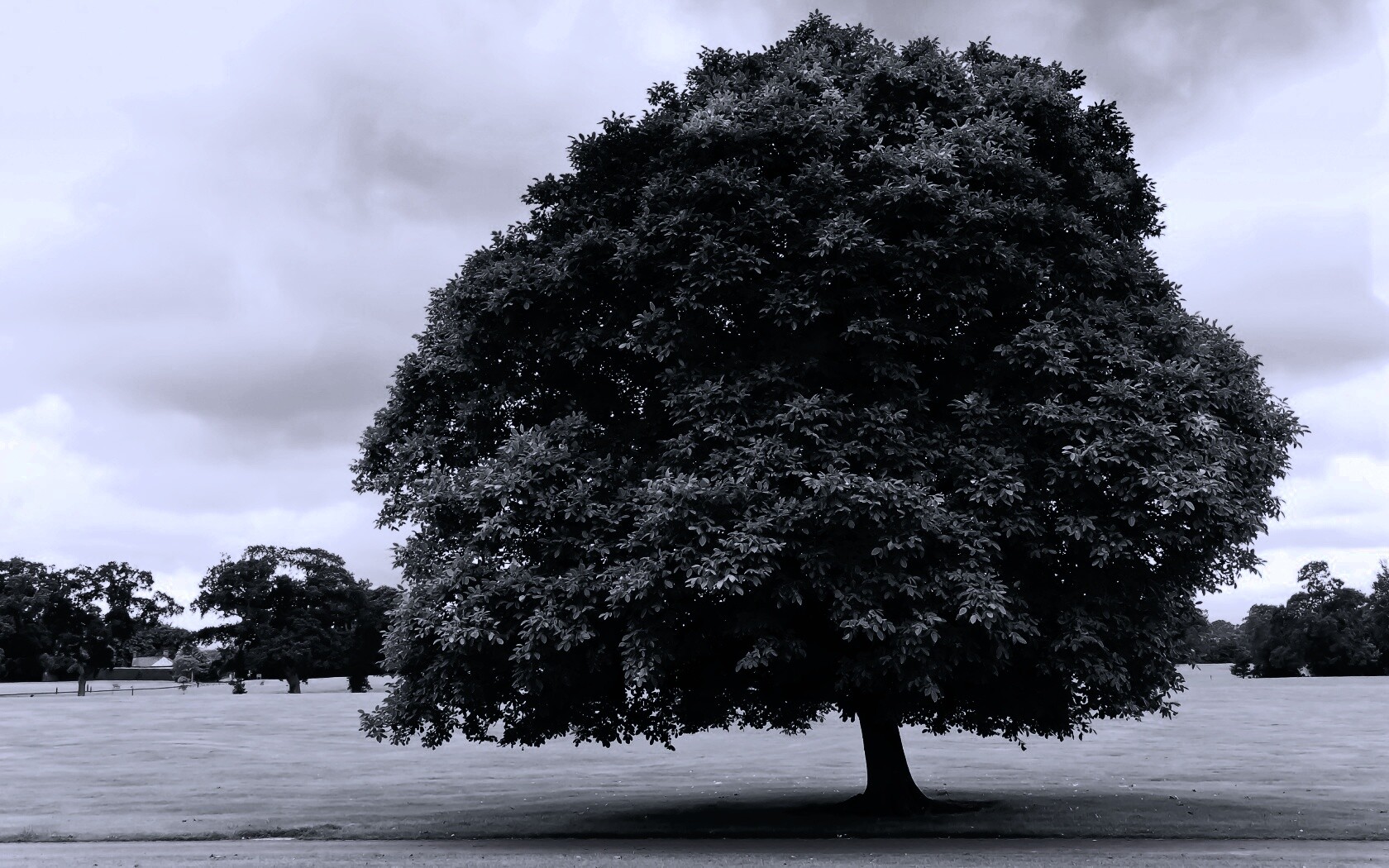 Зеленое ирландское дерево обои