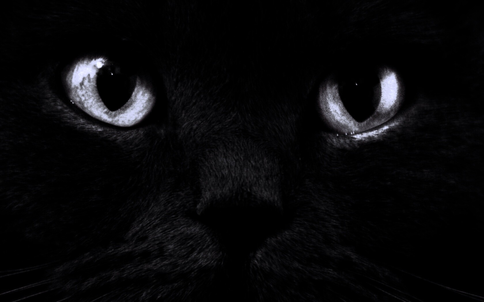 Черный кот с оранжевыми глазами обои