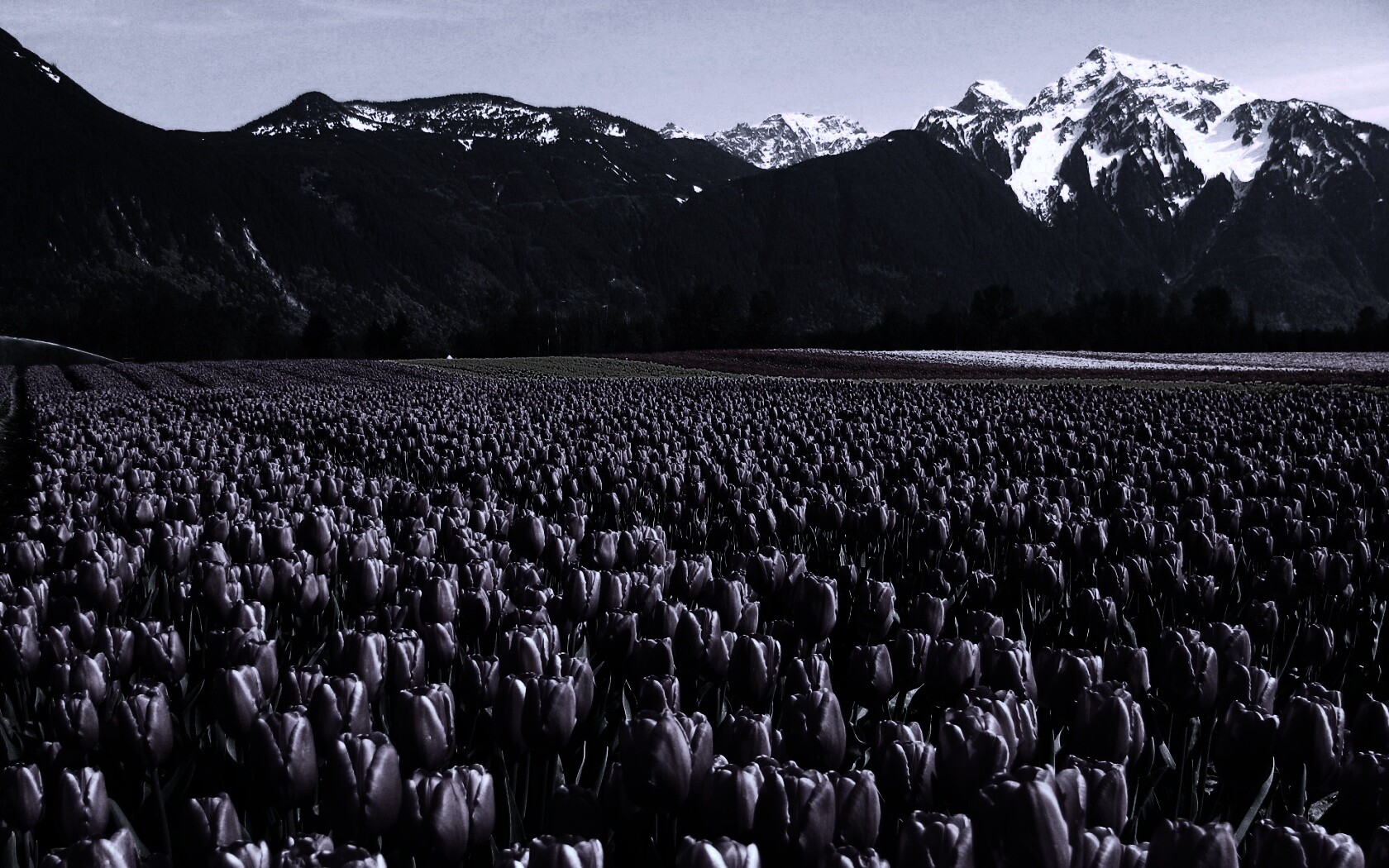 Поле тюльпанов обои