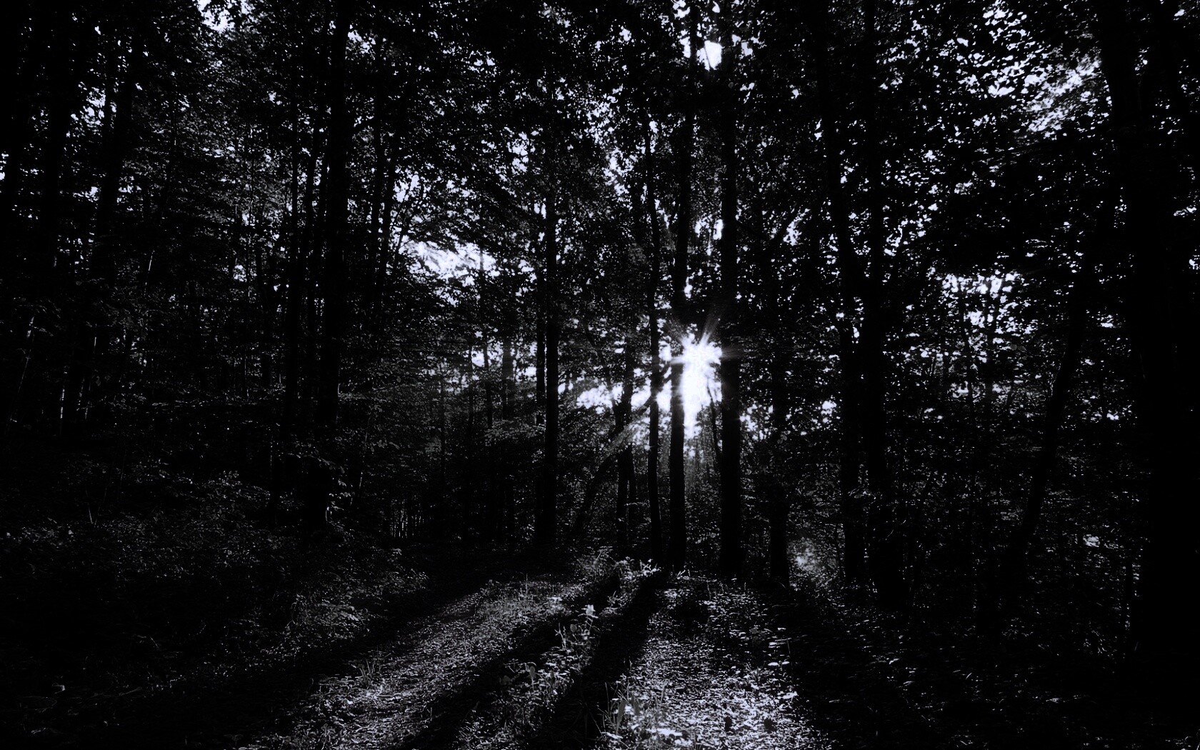 Свет сквозь деревья обои