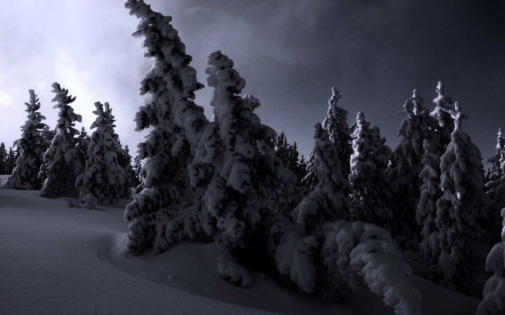 Ели в снегу обои