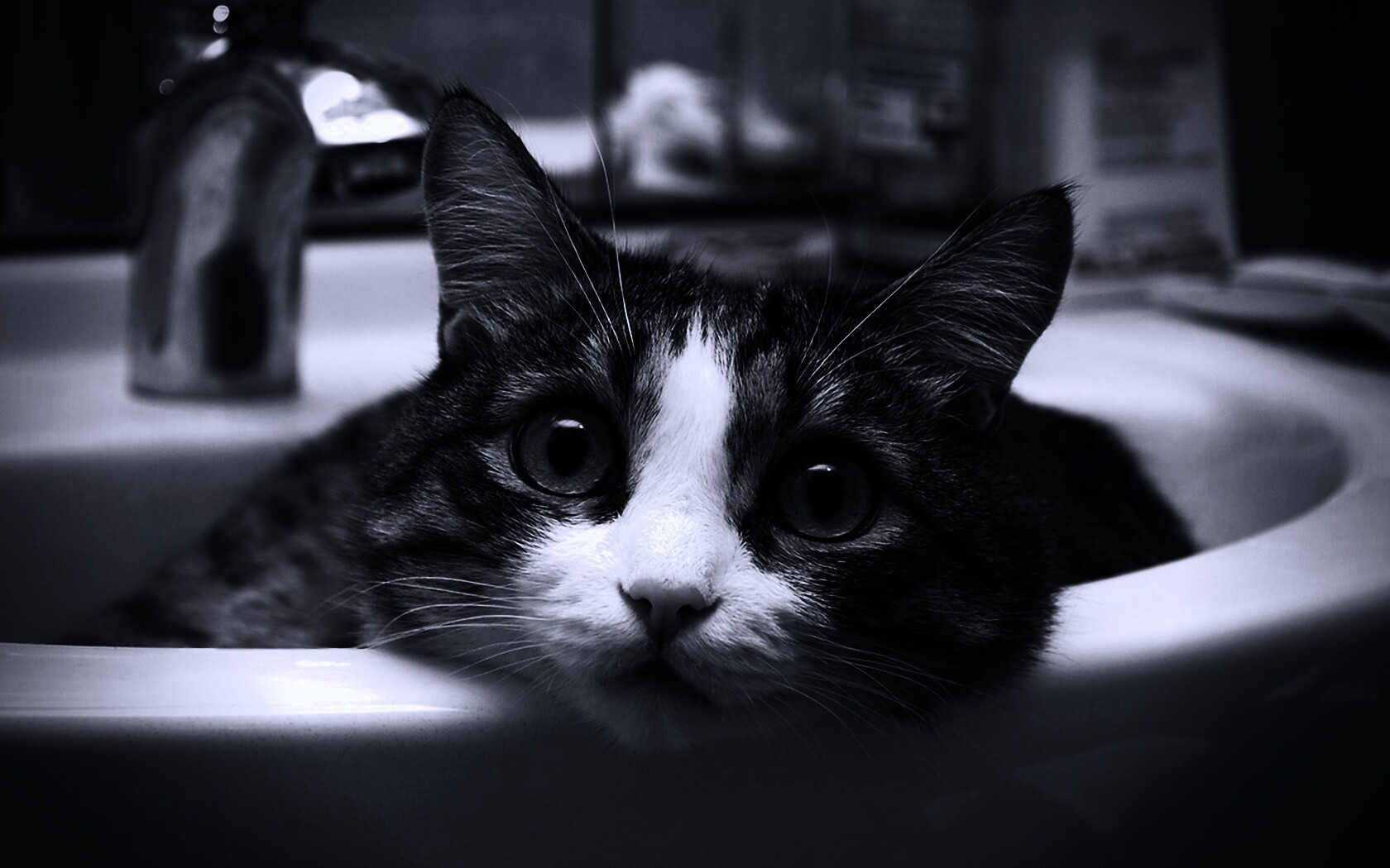 Кошак выглядывает из раковины обои